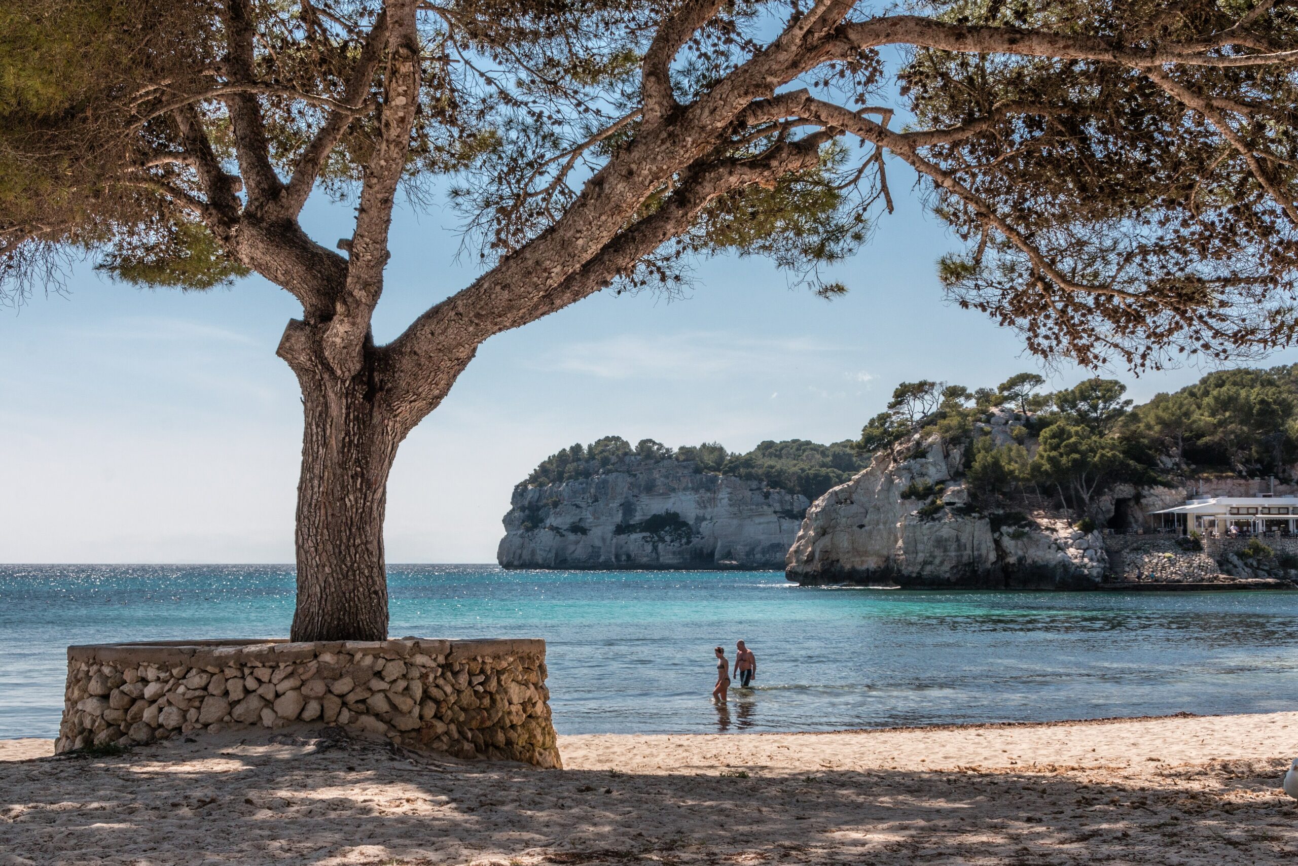 Cala Galdana enmarcada por un pino, con el acantilado al fondo